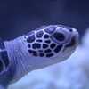 ウミガメ２