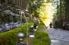 苔と４本の水柱