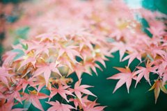 紅葉２