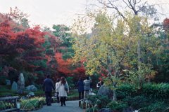 紅葉４