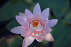 睡蓮２