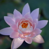 睡蓮２