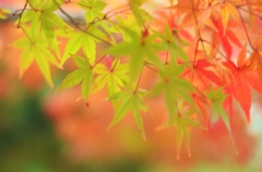 紅葉