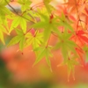 紅葉