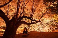 夜桜