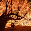 夜桜