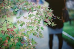 紅葉３