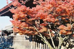 紅葉７