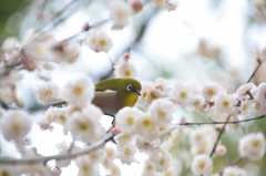 梅とメジロ