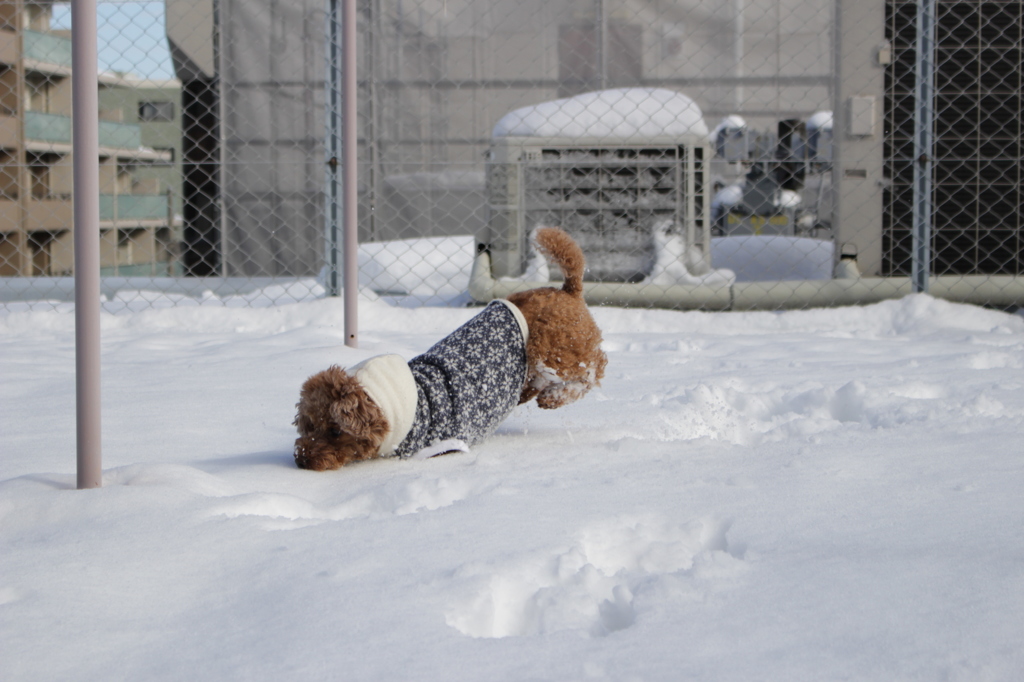 雪だ！　ヤッホー