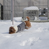 雪だ！　ヤッホー