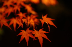 小金井公園