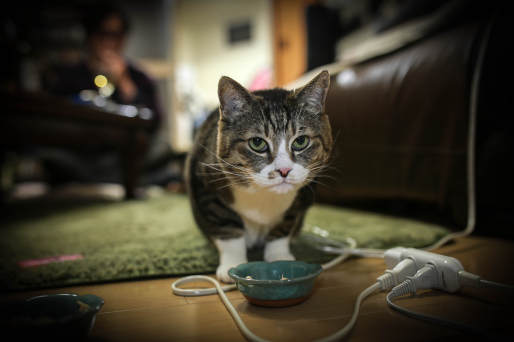 もっと美味い猫缶をよこせ