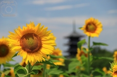 夏の備中国分寺