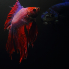 熱帯魚・ベタ (5)