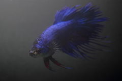 熱帯魚・ベタ (2)
