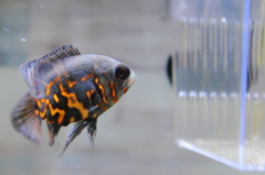 オスカーが稚魚を狙ってます