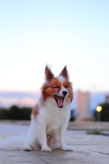 あくび！パピヨン！！