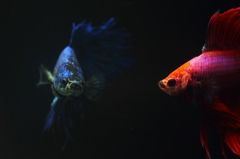 熱帯魚・ベタ (1)