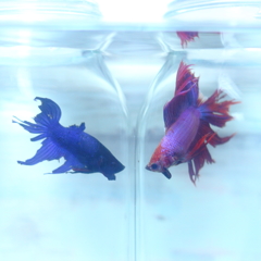 メンチの切り愛