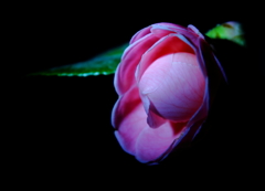 花にペンライト