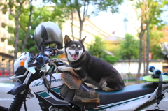 オフ車にスケボー、そして犬