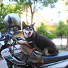 オフ車にスケボー、そして犬
