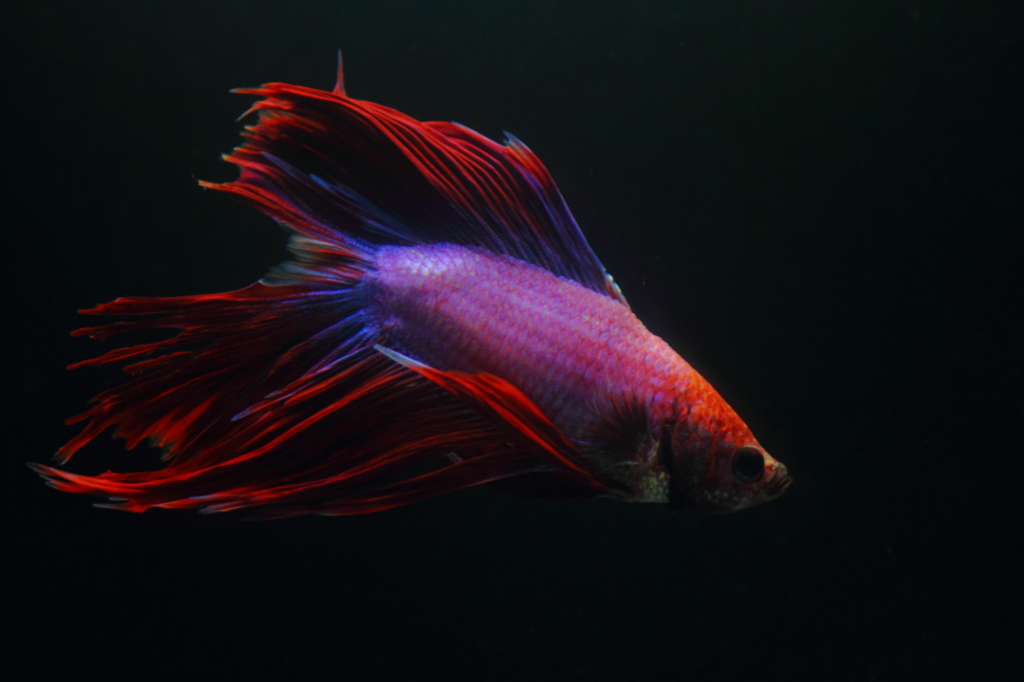 熱帯魚・ベタ (7)