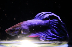 雑な写真で申し訳ないのですが、熱帯魚を飼い始めました