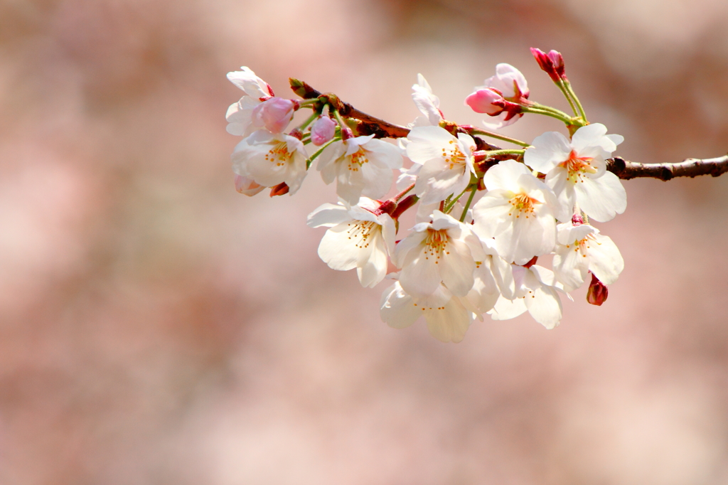 なんちゃって桜