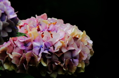 purple brain (1)