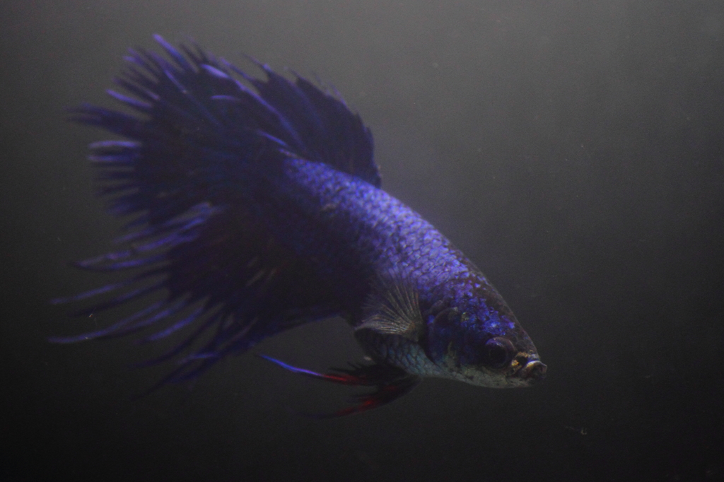 熱帯魚・ベタ (4)