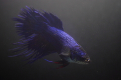 熱帯魚・ベタ (4)