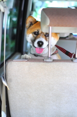軽自動車と犬
