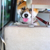 軽自動車と犬