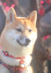 柴犬チャーちゃん
