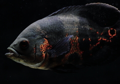 Astronotus