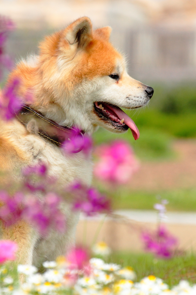 だって女の子なのよ！秋田犬