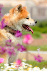 だって女の子なのよ！秋田犬