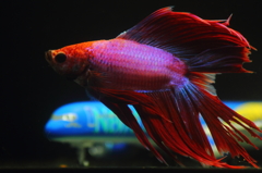 熱帯魚・ベタ (3)