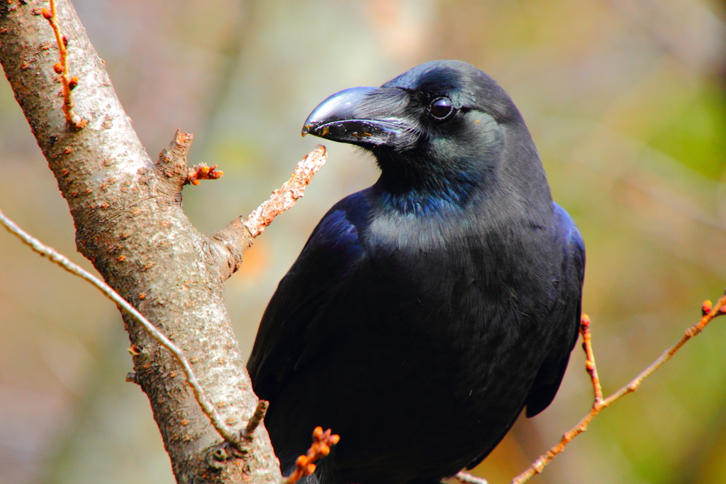 カラスの勝手でしょー♪