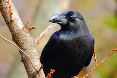 カラスの勝手でしょー♪