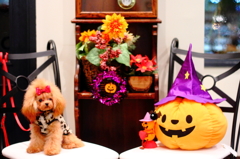 ハロウィンのトイプードル