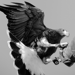 Parabuteo unicinctus
