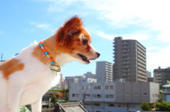 ビルをおやつと間違えて食べるパピヨン