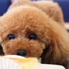ママのケーキなんだって