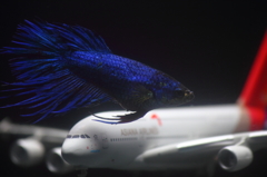 熱帯魚・ベタ (6)