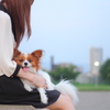 愛犬よ、そこを代りなさい