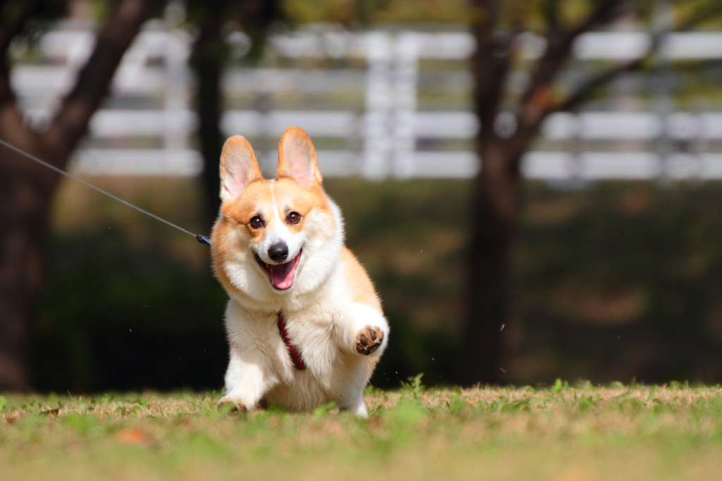 コーギー！ファントムごっこ！