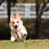 コーギー！ファントムごっこ！